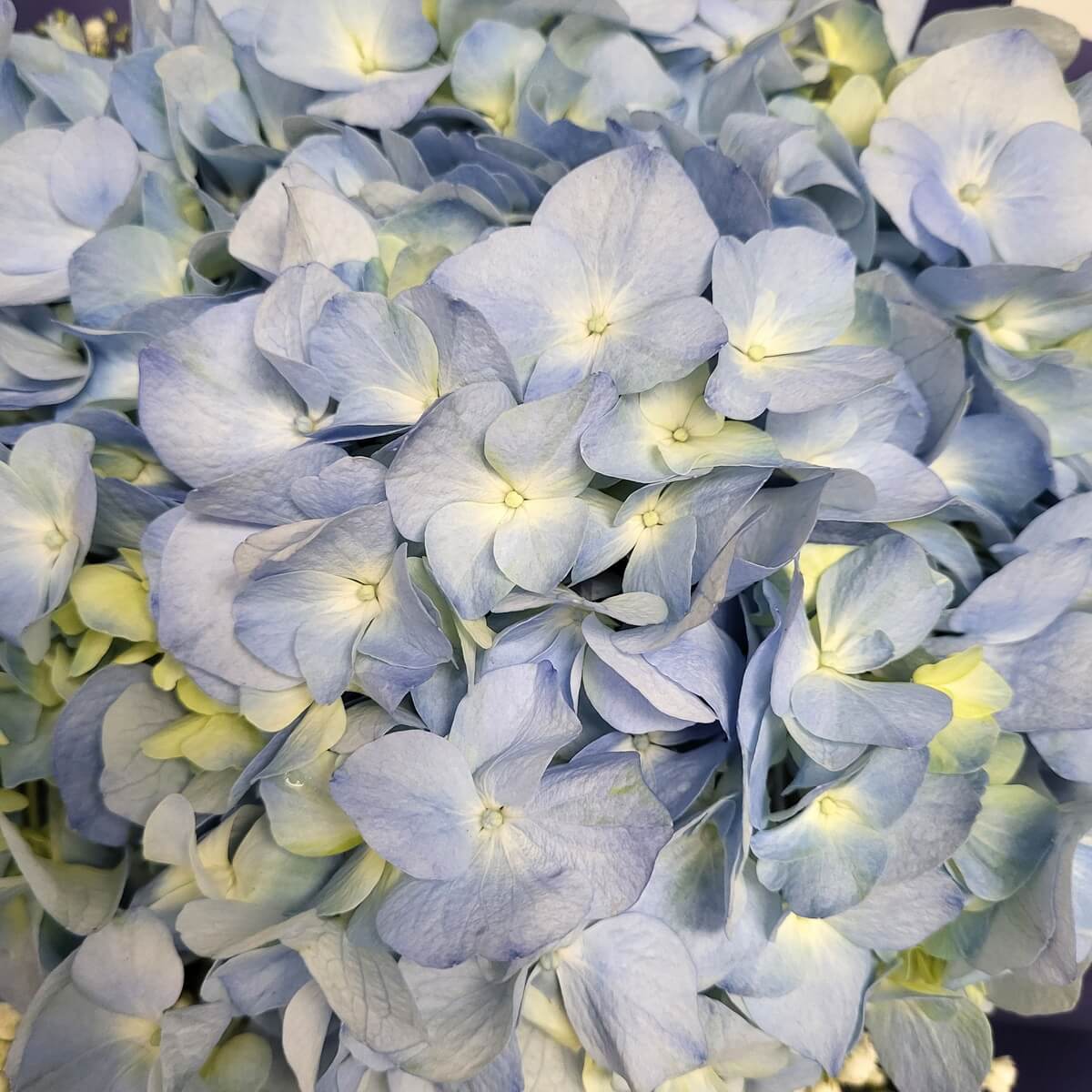 Close-up of pale blue hydrangeas with yellow-green centers. 淺藍色繡球花特寫，花心帶有黃綠色調。