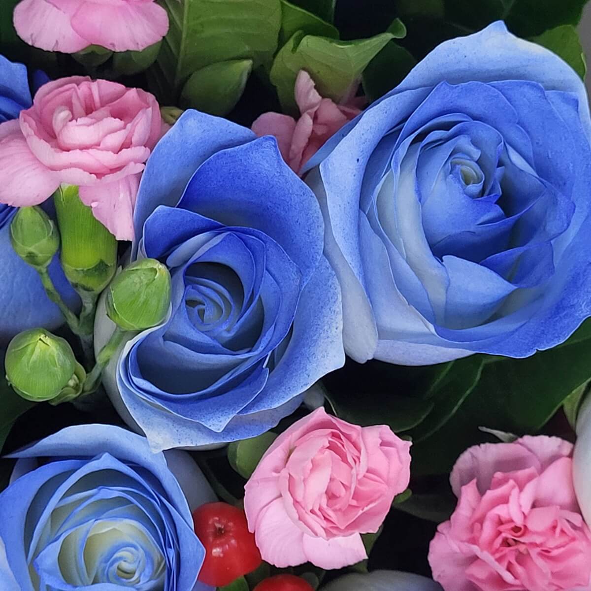 Close-up of blue roses, pink carnations, and red berries with green buds | 藍玫瑰、粉紅康乃馨及紅果實的特寫，伴有綠色花苞。