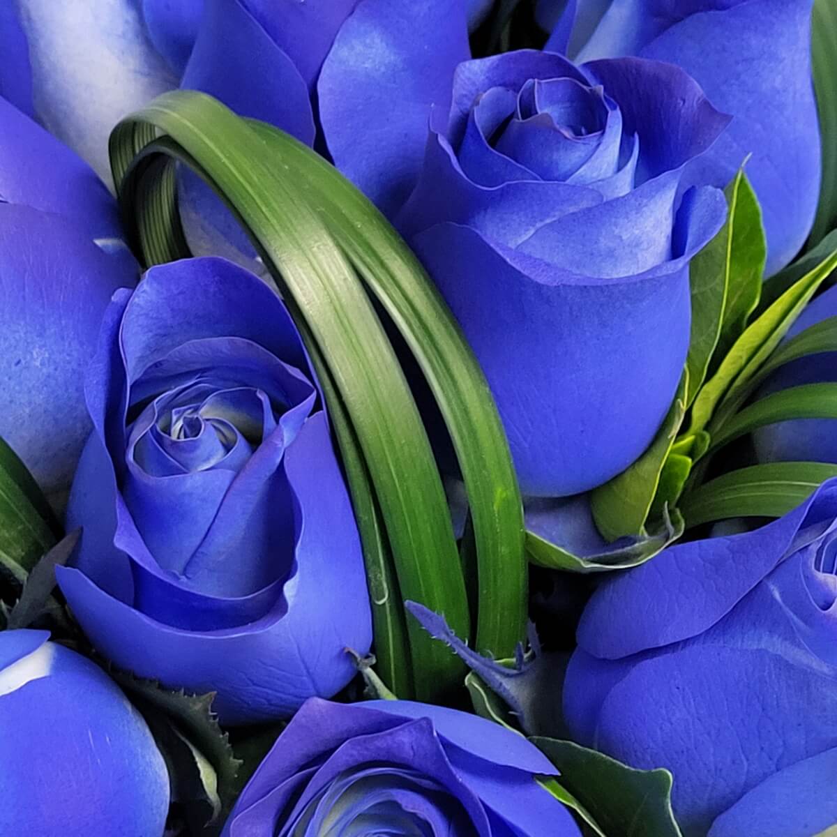 Forever Beautiful Blue Roses Bouquet