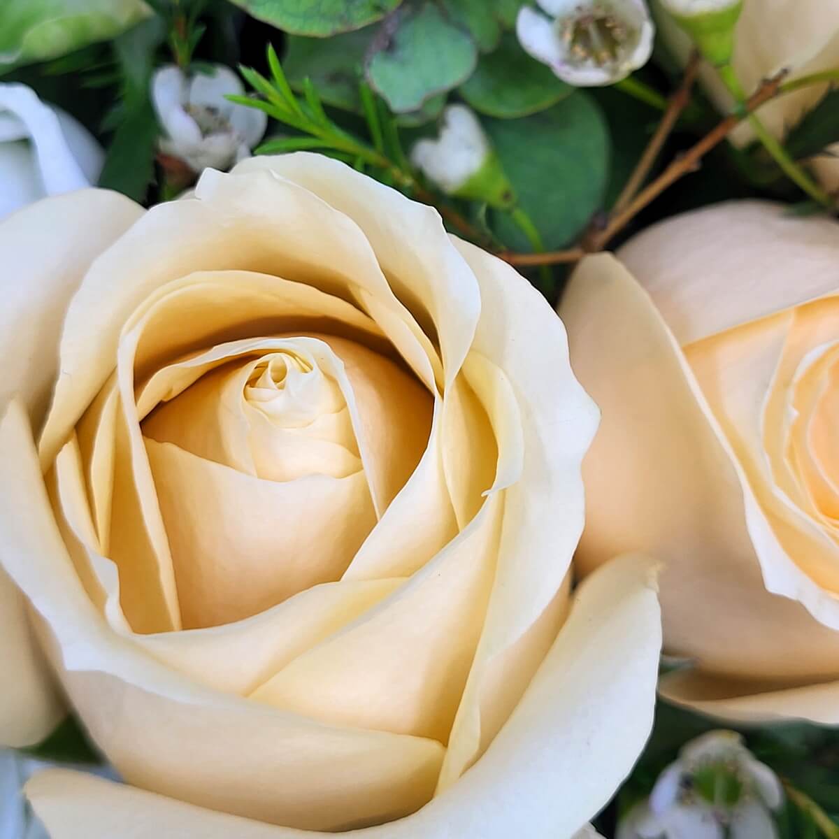 Close-up of champagne roses with delicate petals, accented by green foliage and white waxflowers | 
香檳色玫瑰特寫，花瓣柔美，配以綠葉與白色蠟花點綴。