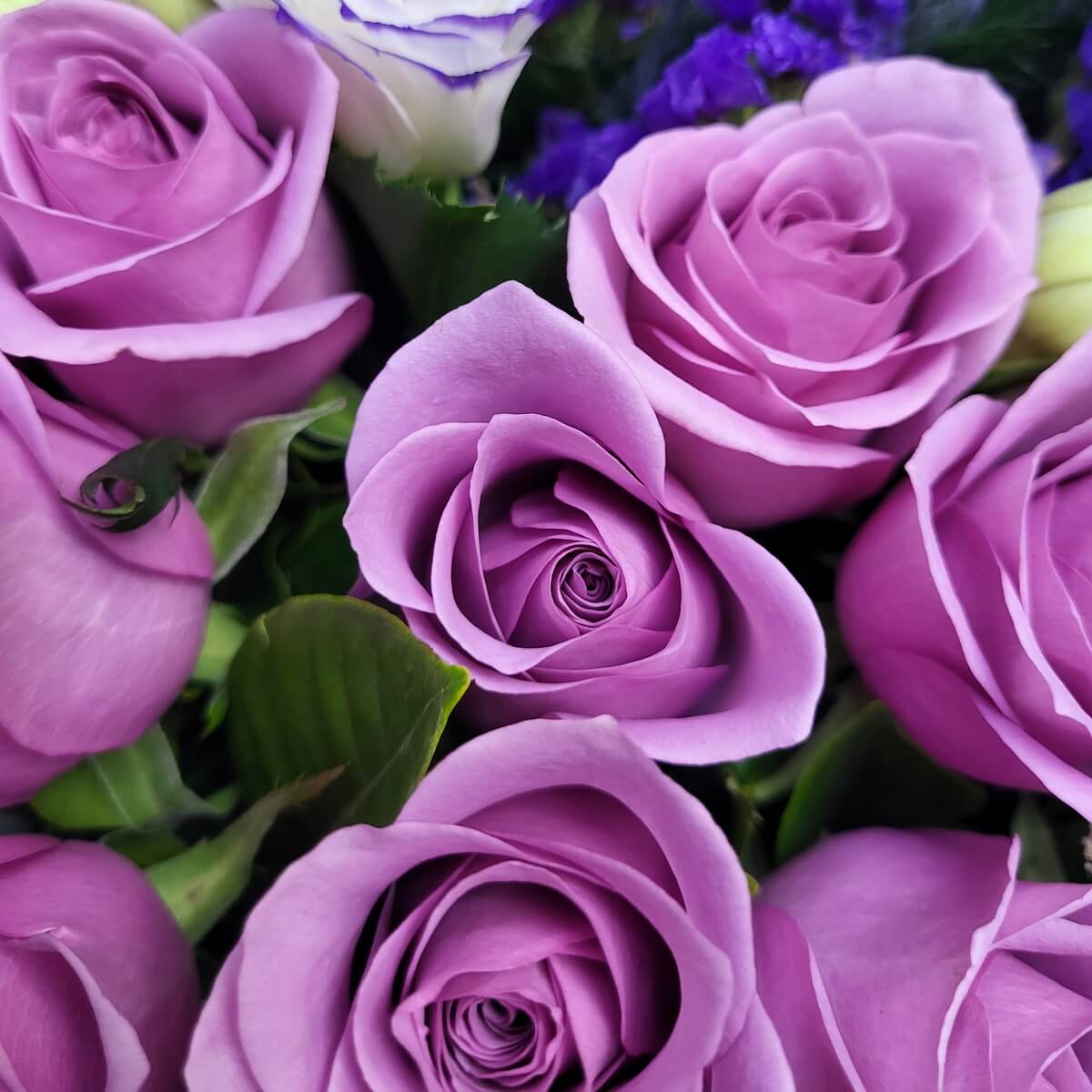 Detailed view of blooming lavender roses with tightly layered petals, paired with purple statice and white-edged lisianthus | 盛放的淺紫玫瑰特寫，花瓣層疊，搭配紫色勿忘我與白邊桔梗點綴