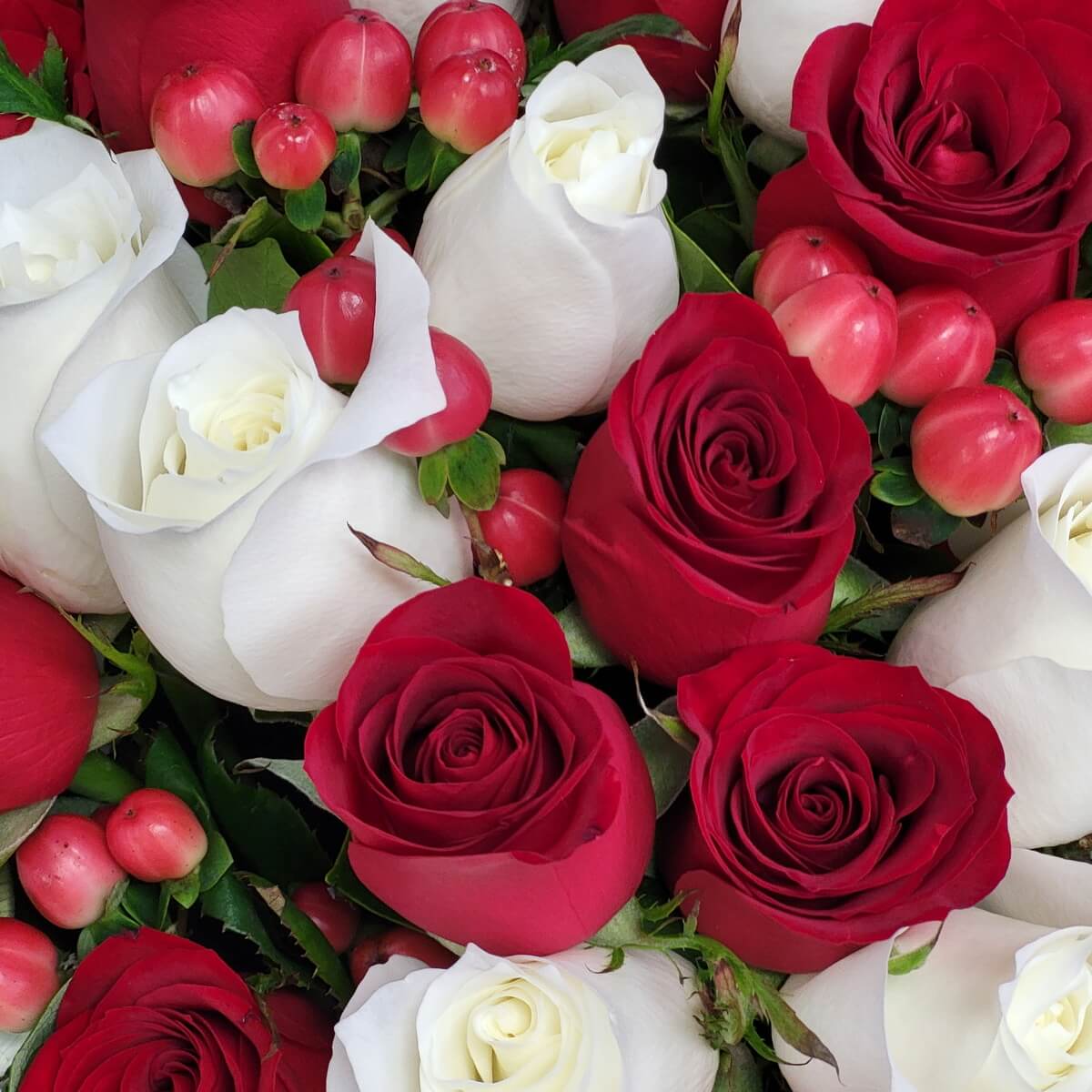 Close-up of red and white roses accented with pink hypericum berries in a tight floral layout 紅白玫瑰花配粉紅貞節果的特寫畫面，構圖緊湊，色彩對比鮮明。