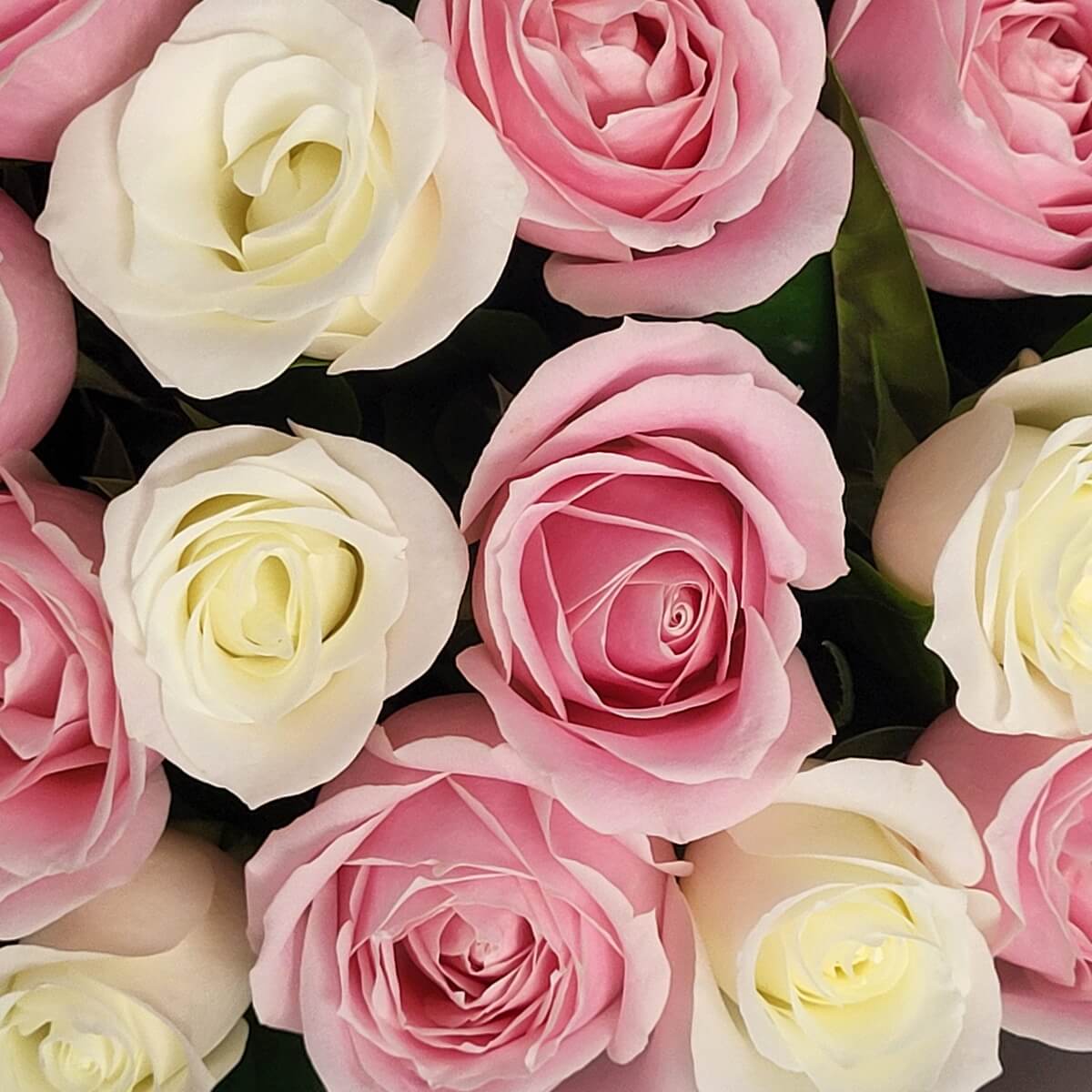 Detail view of soft pink and ivory white roses with tightly curled petals in a dense arrangement. 近距離展示淡粉與象牙白玫瑰，花瓣層層交疊，排列緊密。