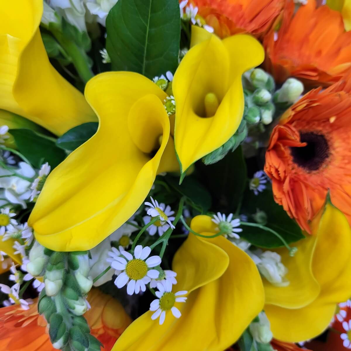 Close-up of vibrant yellow calla lilies, orange gerberas, white snapdragons, and chamomile blooms surrounded by green foliage | 黃馬蹄蓮、橙菊、白金魚草與洋甘菊特寫，綠葉襯托。