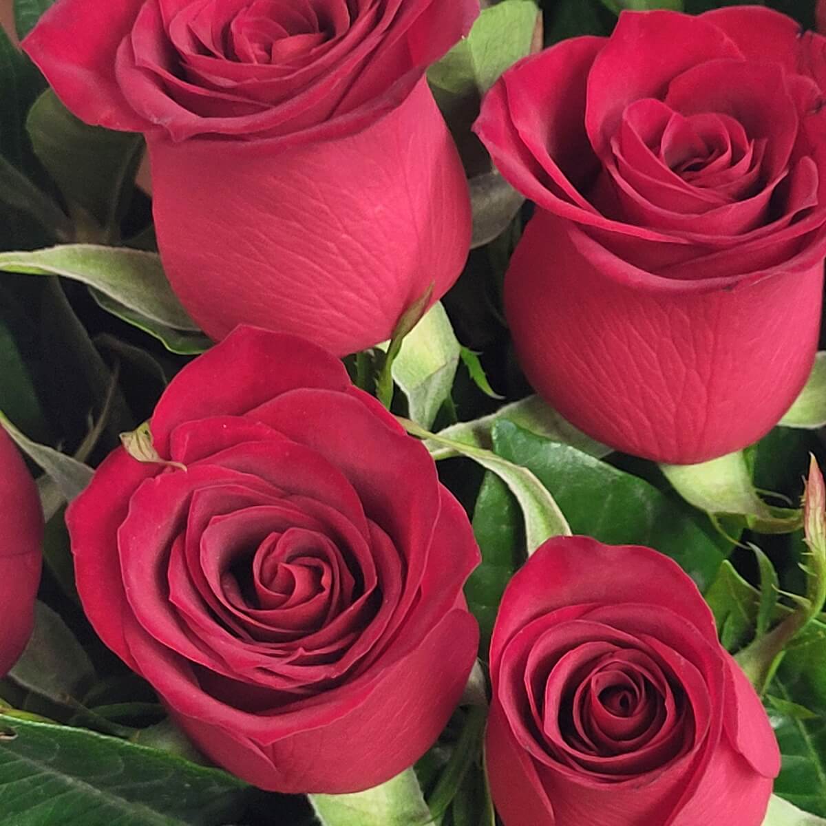 Detail view of clustered red hybrid tea roses with densely packed velvety petals and fresh serrated foliage - 紅色混種玫瑰花束特寫，絲絨花瓣密集，配新鮮鋸齒綠葉