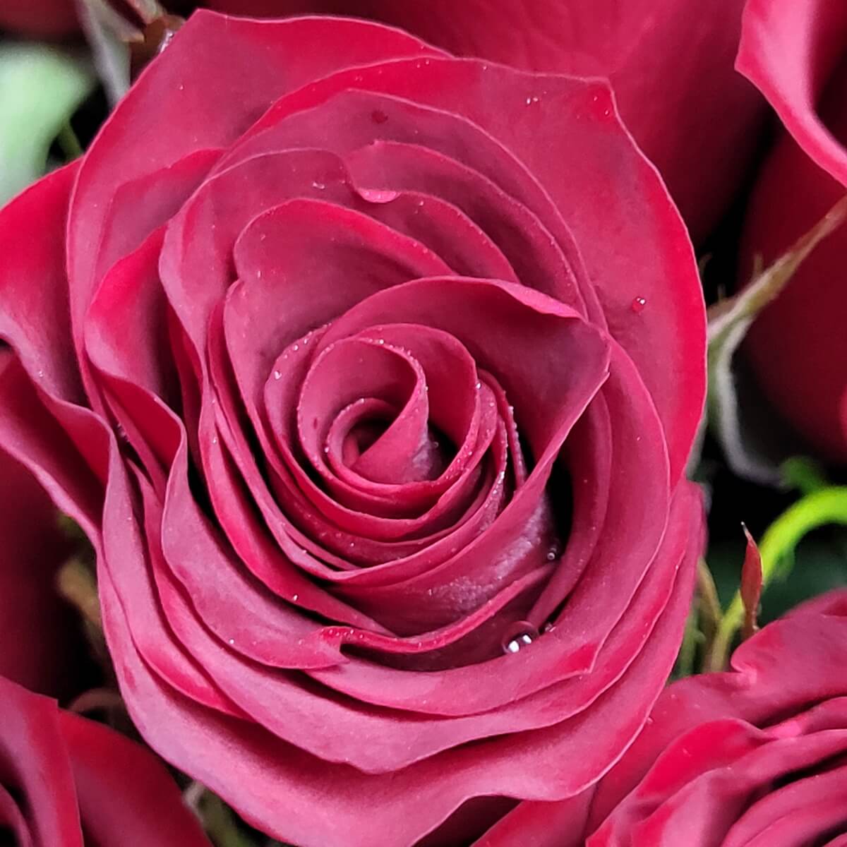 Macro view of a deep red rose with layered velvety petals and visible water droplets | 深紅玫瑰花特寫，層疊花瓣柔滑如絨，花心帶有水珠。