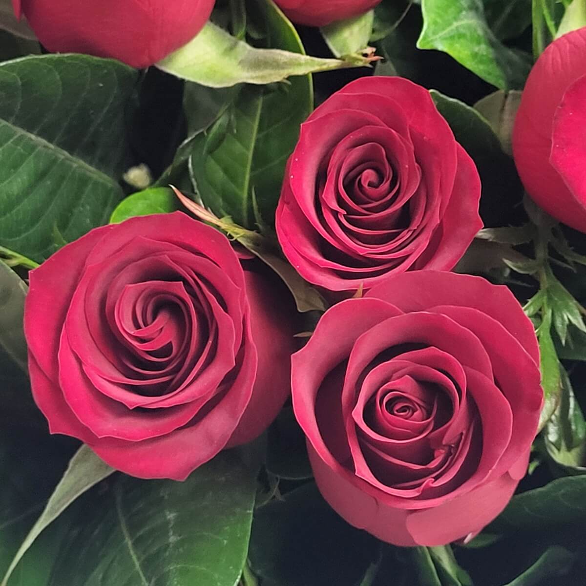 Detail view of three clustered crimson hybrid tea roses in bloom with thick, velvety petals and fresh, dark green foliage - 三朵深紅混種玫瑰盛放特寫，花瓣厚實絲滑，配新鮮深綠葉片