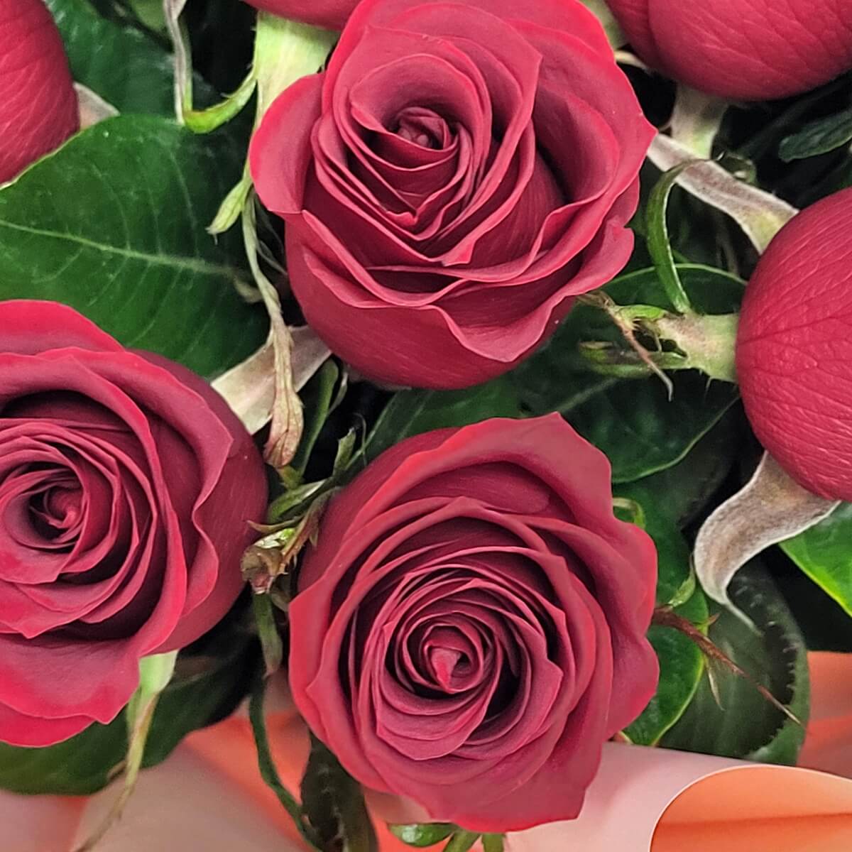 Detail view of rich red roses with tightly curled petals and glossy green leaves, bordered by soft peach-pink floral wrapping - 紅玫瑰層層捲瓣配亮澤綠葉，襯柔和蜜桃粉包裝邊緣特寫