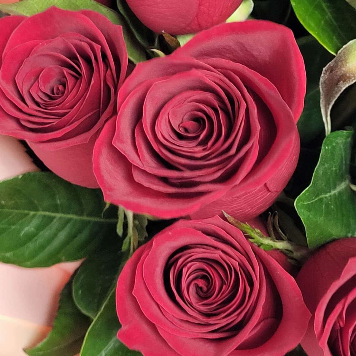 Detail view of blooming red roses with tightly layered petals, surrounded by glossy green leaves and hints of soft pink wrapping for added contrast - 盛放紅玫瑰花瓣層層堆疊，襯光澤綠葉及粉紅包裝邊緣特寫