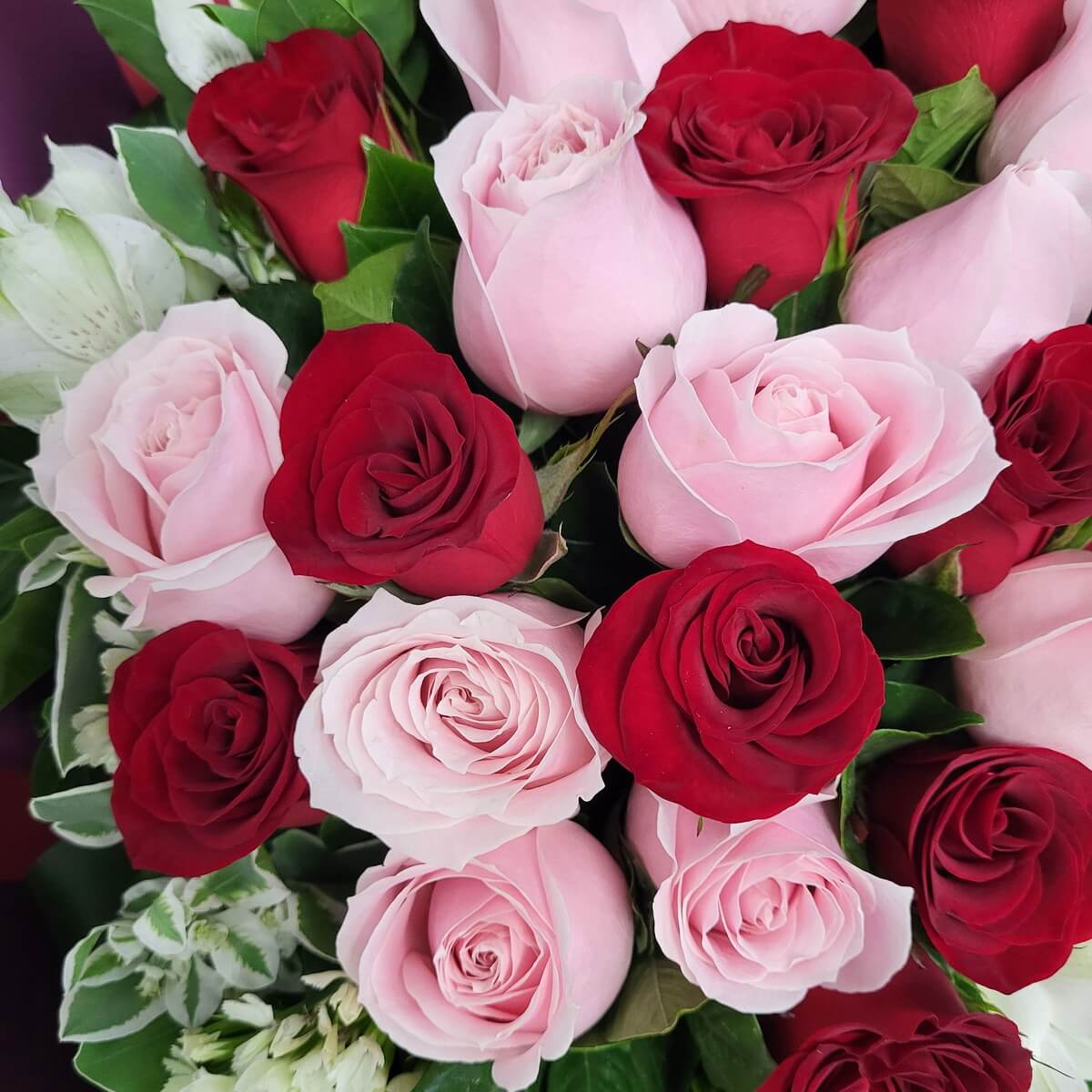 Close-up of pink and red roses with green leaves and white accents. 特寫紅玫瑰與粉紅玫瑰，配綠葉與白色小花。