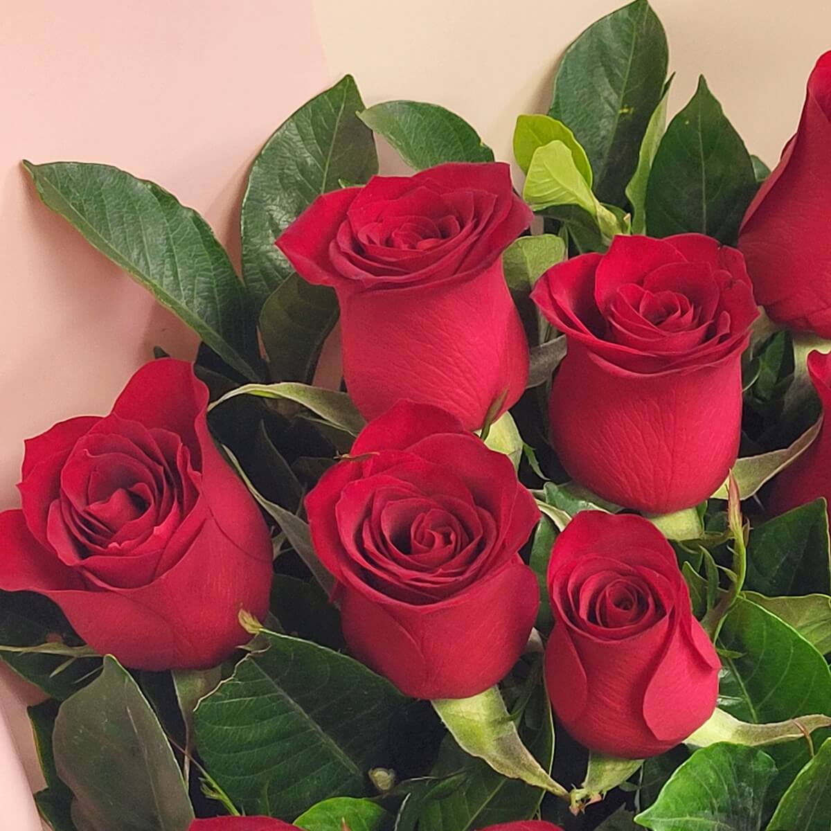 Close-up of several blooming red hybrid tea roses arranged with glossy, broad green leaves against soft pink wrapping - 多朵紅混種玫瑰特寫，配亮澤闊葉，淡粉包裝背景