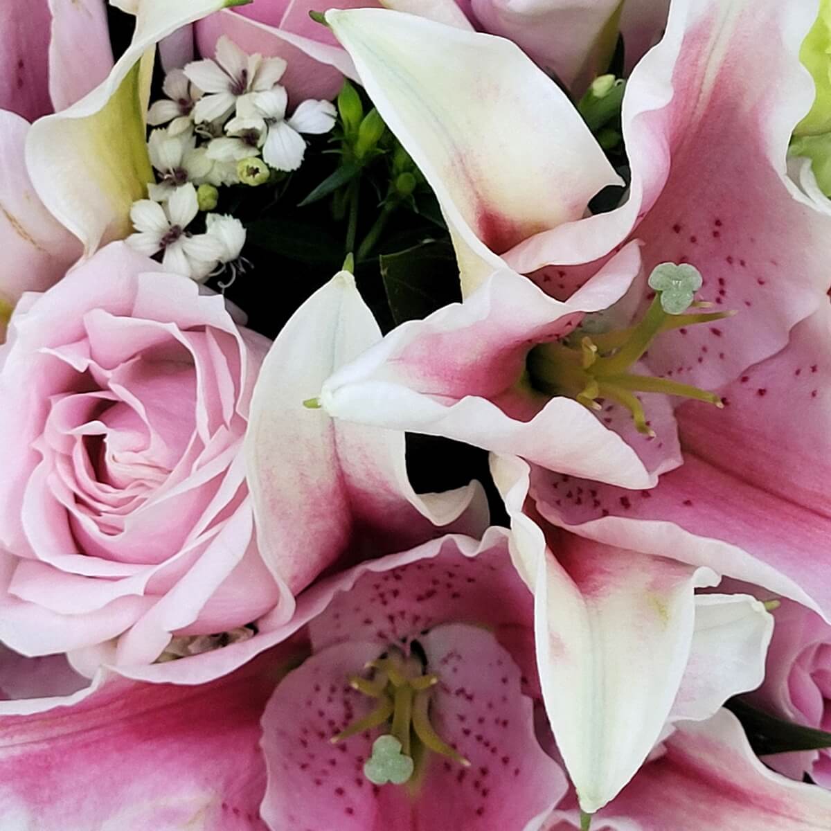 Close-up of pink roses with pink Stargazer lilies and delicate white filler flowers | 粉色玫瑰搭配粉色百合及白色襯花特寫，花瓣細節清晰可見