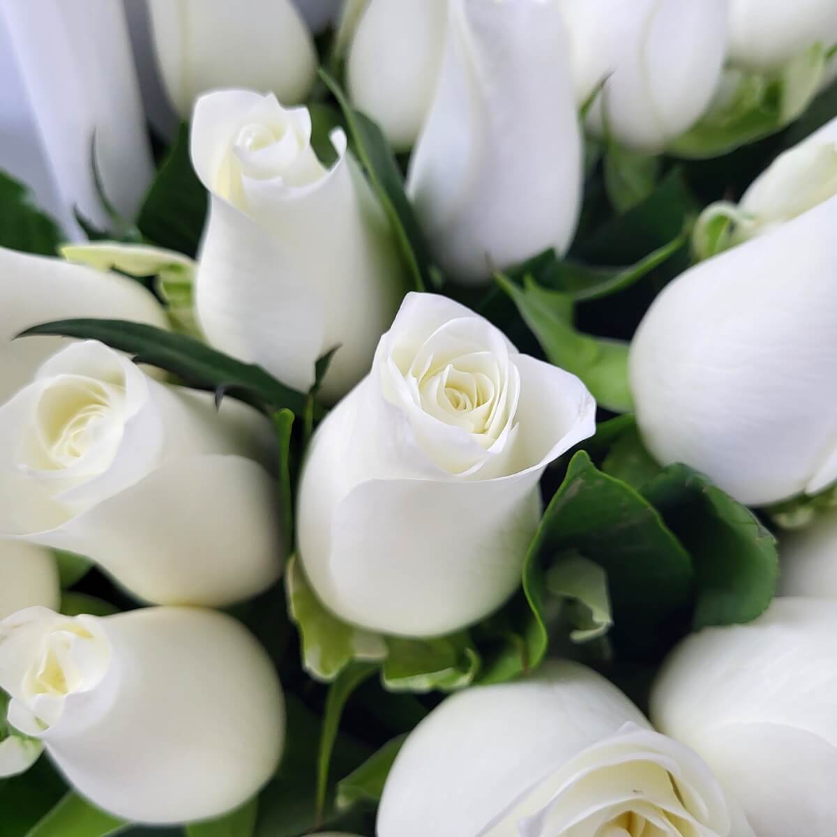 Close-up of white rosebuds with delicate petals, surrounded by lush green leaves | 特寫含苞白玫瑰，花瓣細緻，配以濃綠葉片襯托