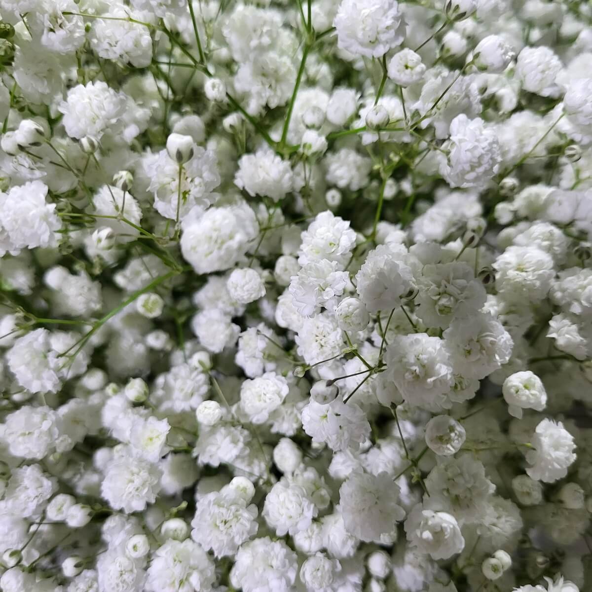 Close-up view of densely packed white baby’s breath flowers featuring tiny blooms and thin green stems | 緊密白色滿天星特寫，細小花朵與纖長綠莖交織。
