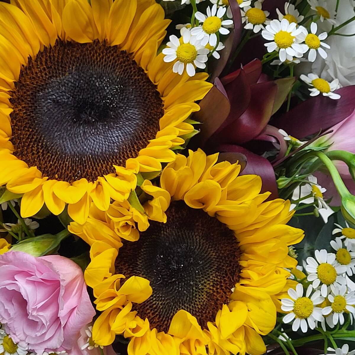 Zoomed-in view of sunflowers with dark centers, accented by chamomile, pink lisianthus, and burgundy calla lilies | 特寫亮黃向日葵，花心深色，周圍襯以洋甘菊、粉紅桔梗與紫紅馬蹄蘭。