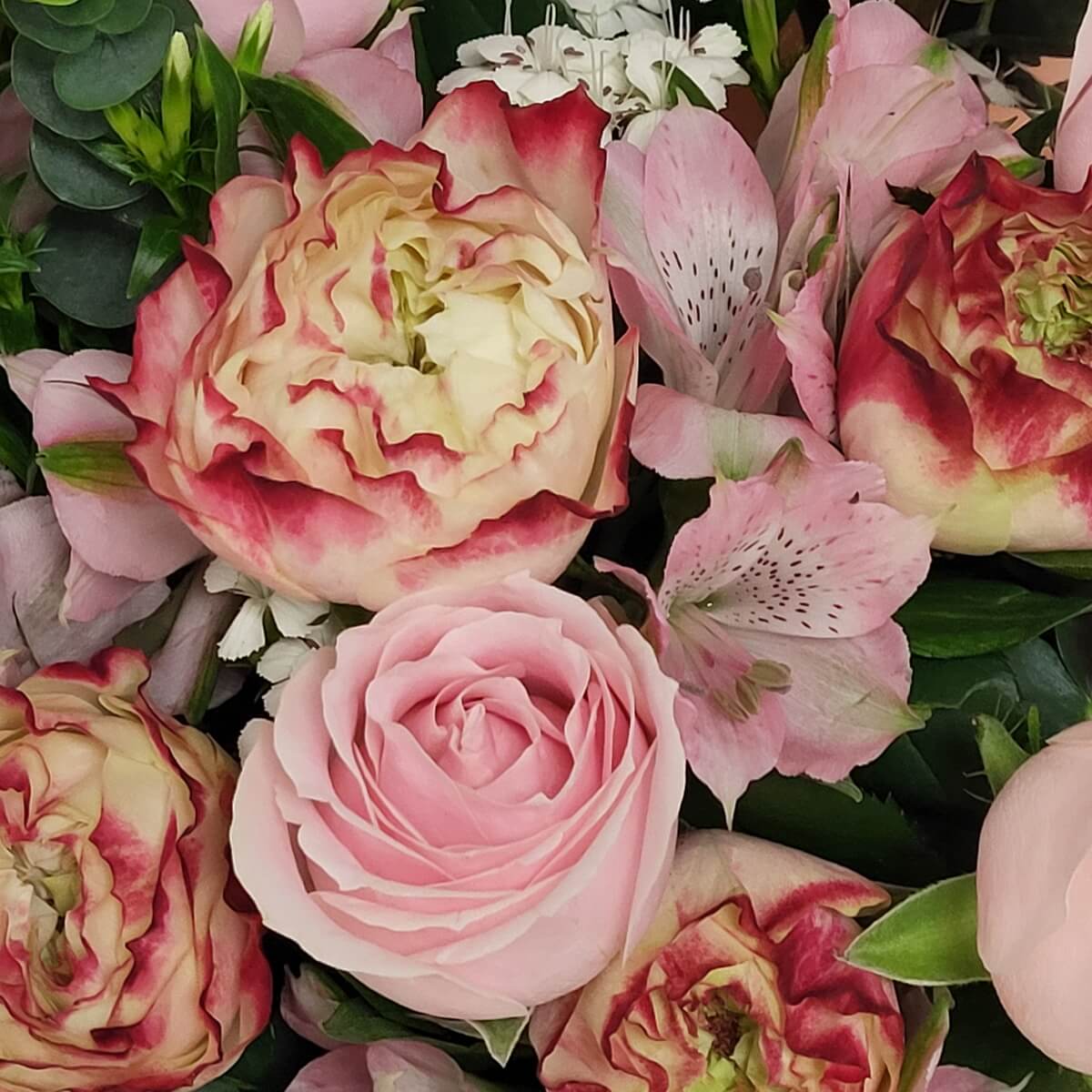 Close-up of blush and red-cream roses with alstroemeria and foliage. 粉紅與紅奶雙色玫瑰、百合花與綠葉特寫。