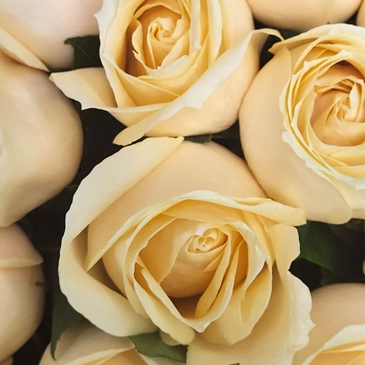 Close-up of clustered champagne roses featuring smooth, layered petals and delicate green foliage | 香檳玫瑰花密集特寫，花瓣層層疊疊，配上細緻綠葉。