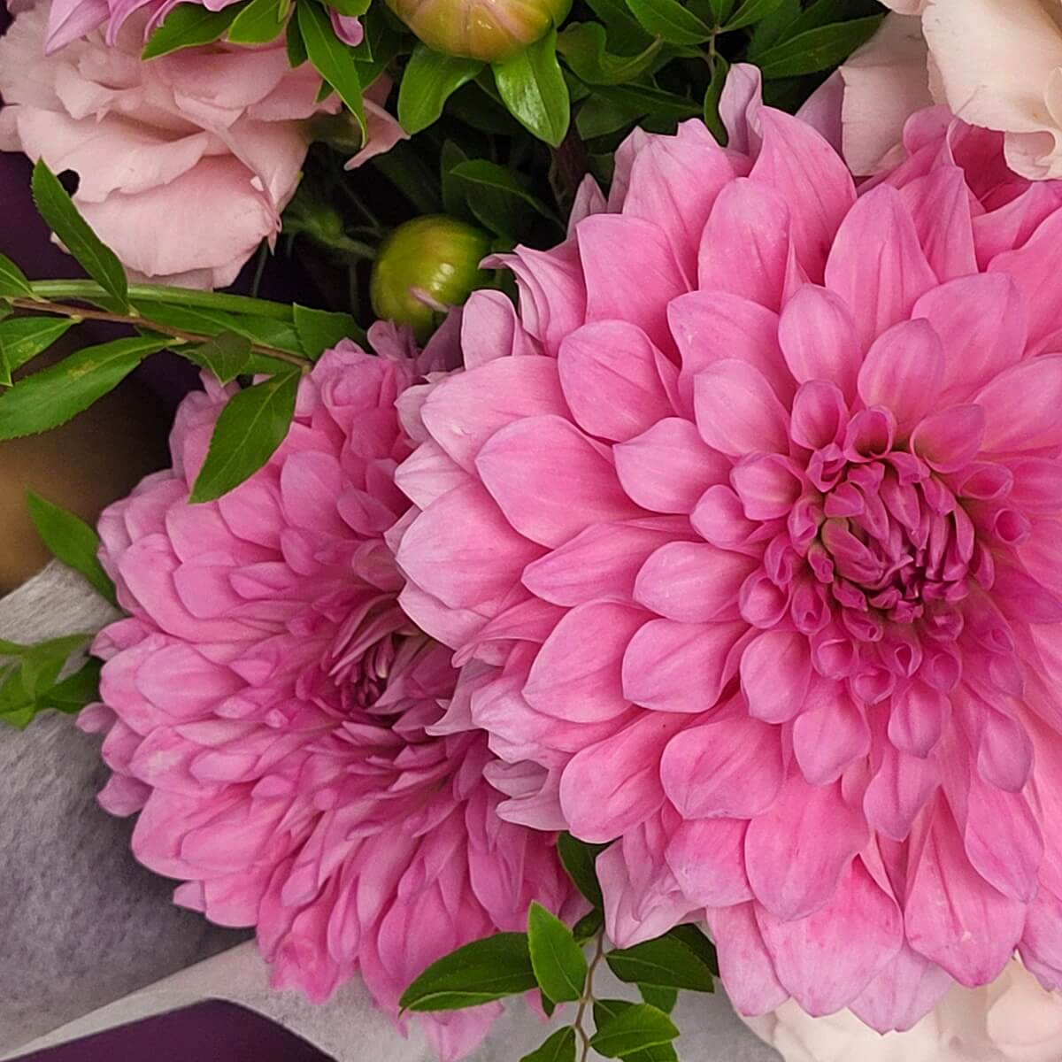 Close-up of pink dahlias with pale lisianthus and green buds. 粉紅大理花特寫，配搭淡色洋桔梗和綠色花苞。