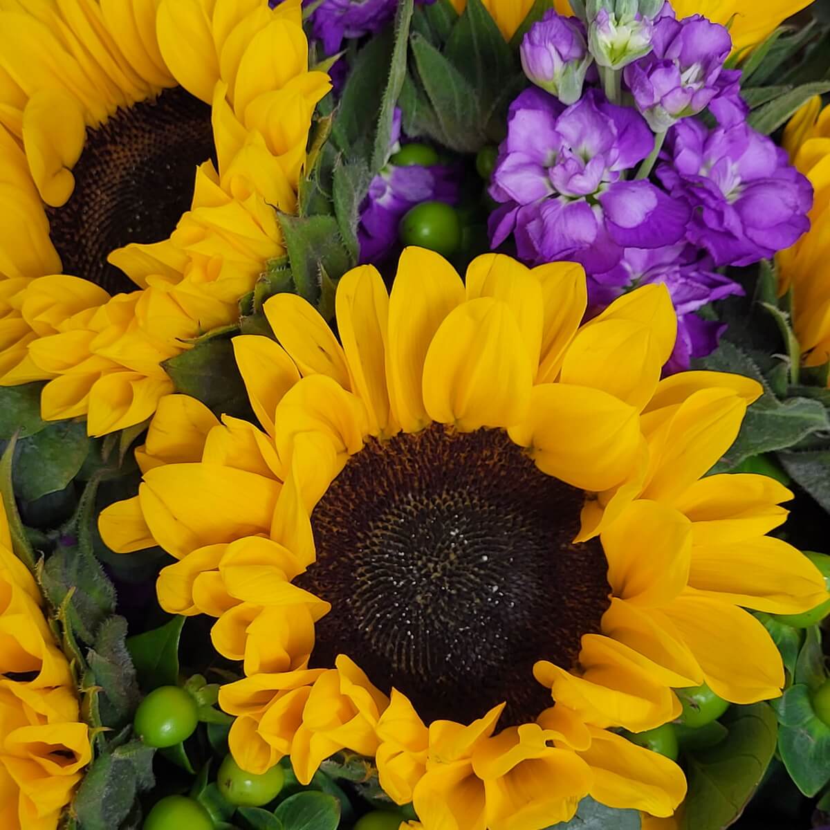 Close-up view of bright yellow sunflowers paired with vivid purple stock flowers and green berries. | 鮮豔黃色向日葵與紫色紫羅蘭花及綠色果實的特寫組合。