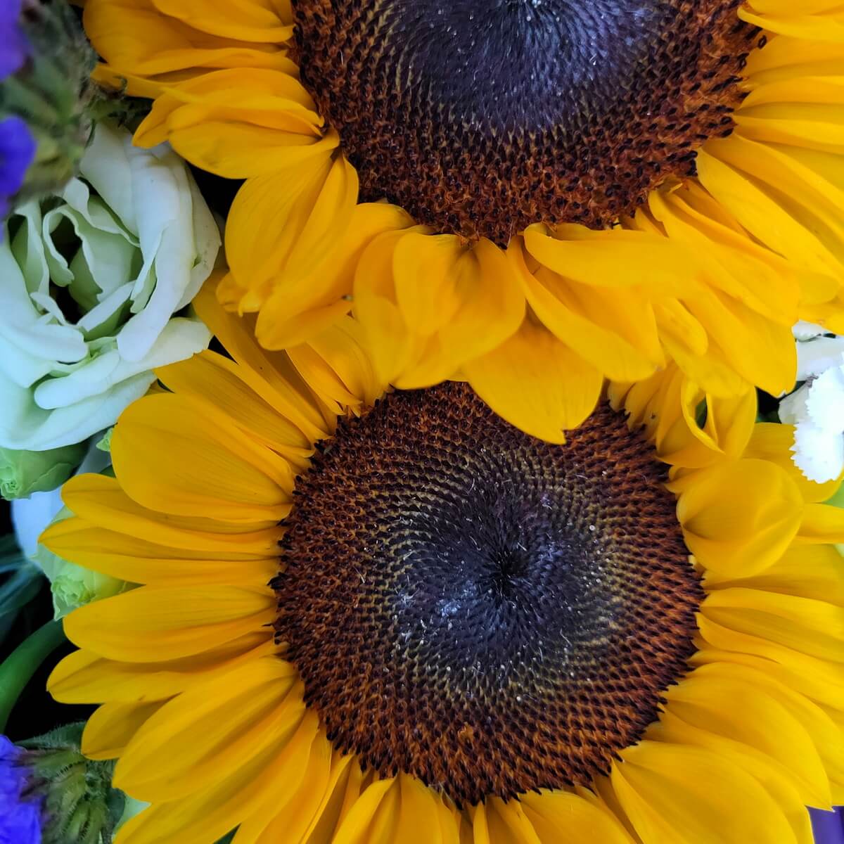 Detailed view of vibrant yellow sunflowers with textured dark centers, paired with white lisianthus and purple statice | 鮮黃向日葵特寫，花心紋理明顯，搭配白色桔梗與紫色勿忘我