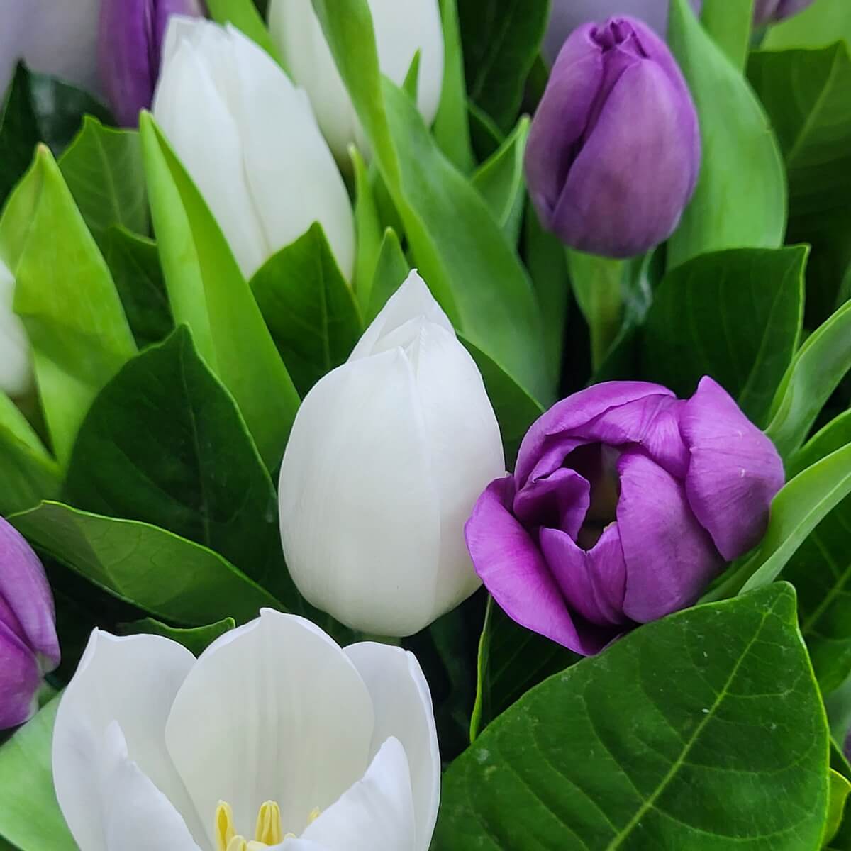 Close-up of white and purple tulips with green foliage 紫白色鬱金香特寫，搭配鮮嫩綠葉，展現簡約花藝風格。