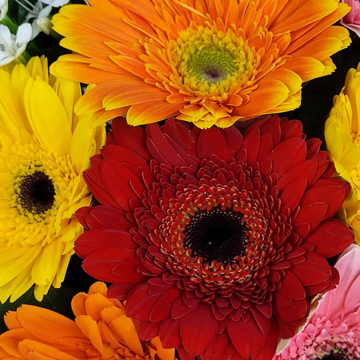 Close-up of red, orange, yellow, and pink gerbera daisies with dark centers, tightly clustered. | 紅、橙、黃及粉紅色中心深色的非洲菊緊密排列的特寫圖像。