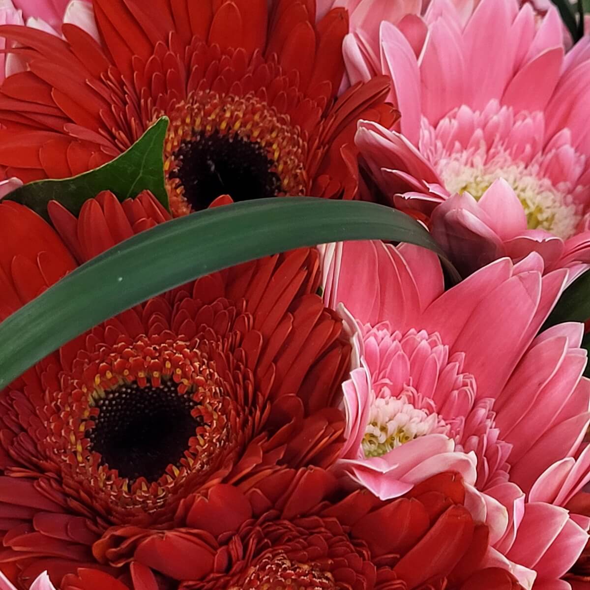 Close-up of red and pink gerbera daisies with layered petals, partially overlaid by a green leaf 紅與粉紅色非洲菊的特寫畫面，花瓣層次分明，綠葉橫貫其中，增添立體感。