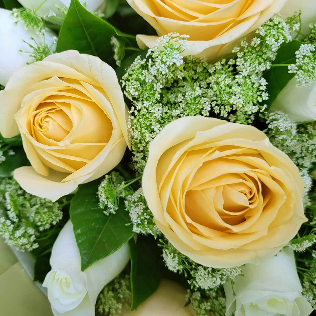 Detailed view of champagne roses in bloom, accented by clusters of Queen Anne’s lace and lush green foliage | 盛放的香檳玫瑰特寫，配白色蕾絲花及濃綠葉片襯托