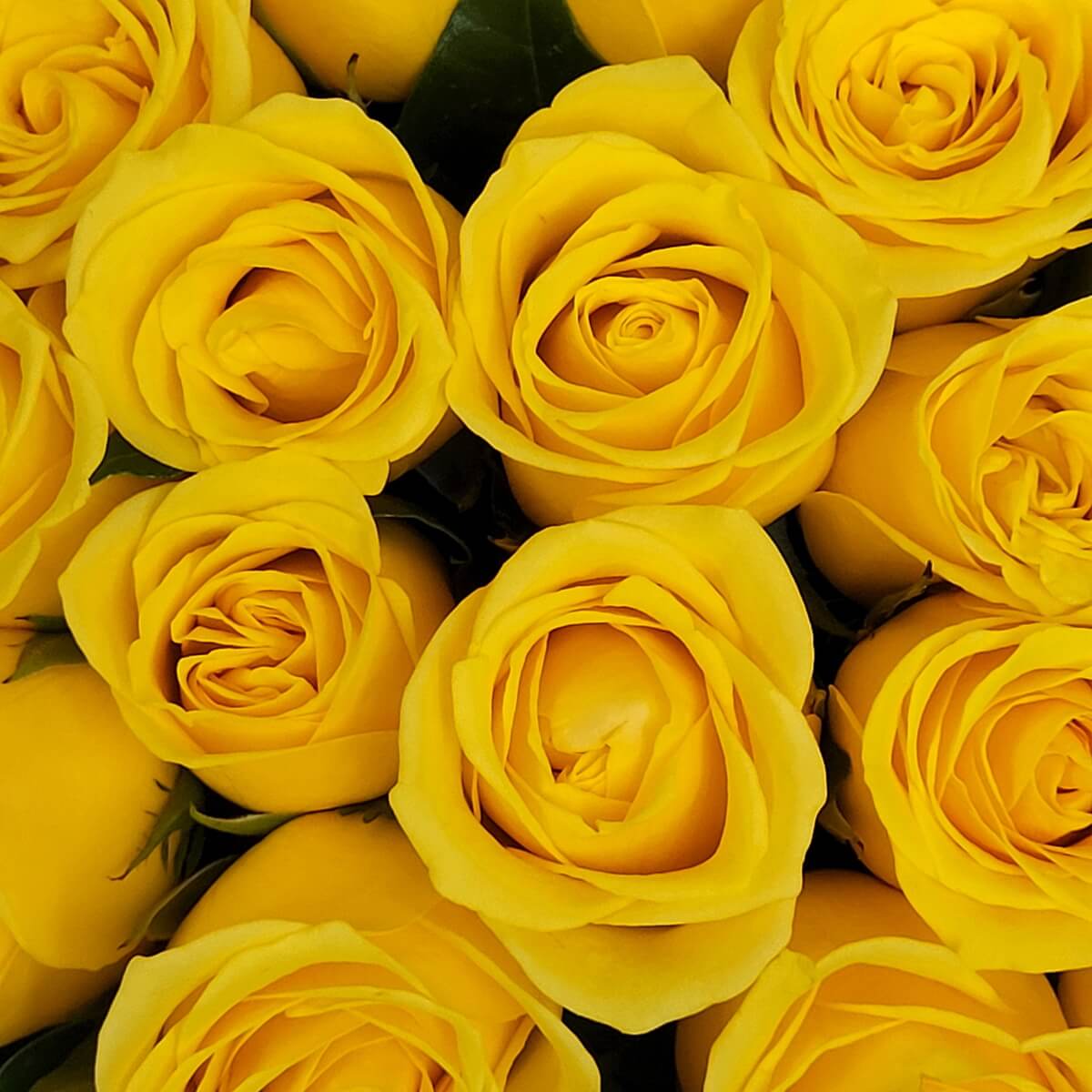 Macro view of clustered yellow roses with spiraled petals and dark green foliage | 成束鮮黃玫瑰花特寫，花瓣層層螺旋綻放，搭配深綠葉襯托。