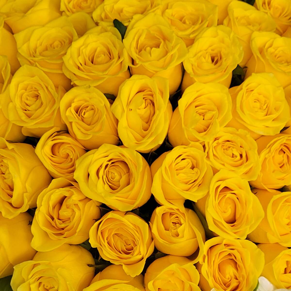 Full-frame view of blooming yellow roses arranged closely together, showcasing layered petals and uniform shape. 鮮黃玫瑰密集排列，花瓣層層展開，畫面飽滿整齊。
