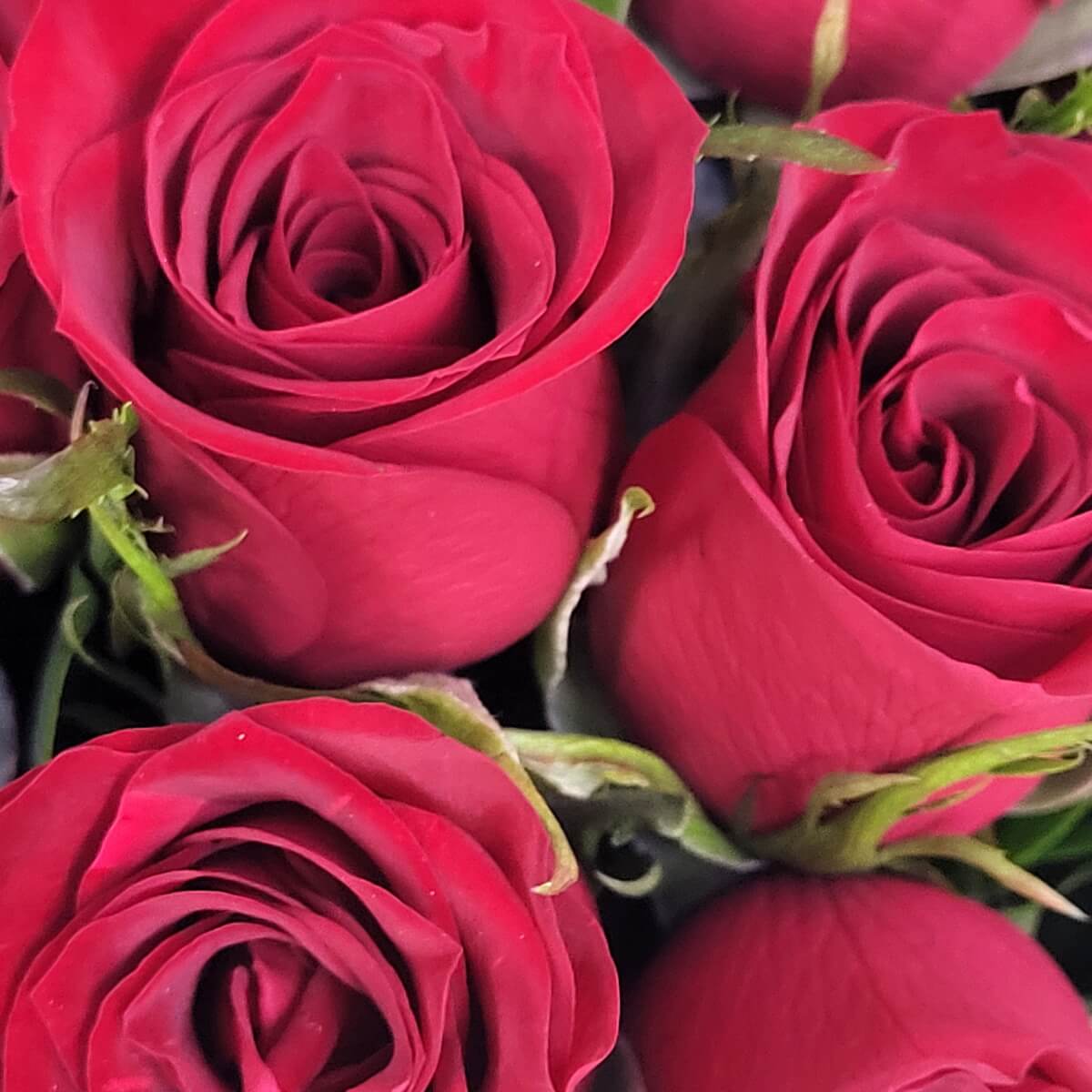 Macro view of multiple red rose blooms with layered petals and green sepals at the base. | 多朵紅玫瑰花苞特寫，花瓣層次分明，綠色花萼環繞花底。