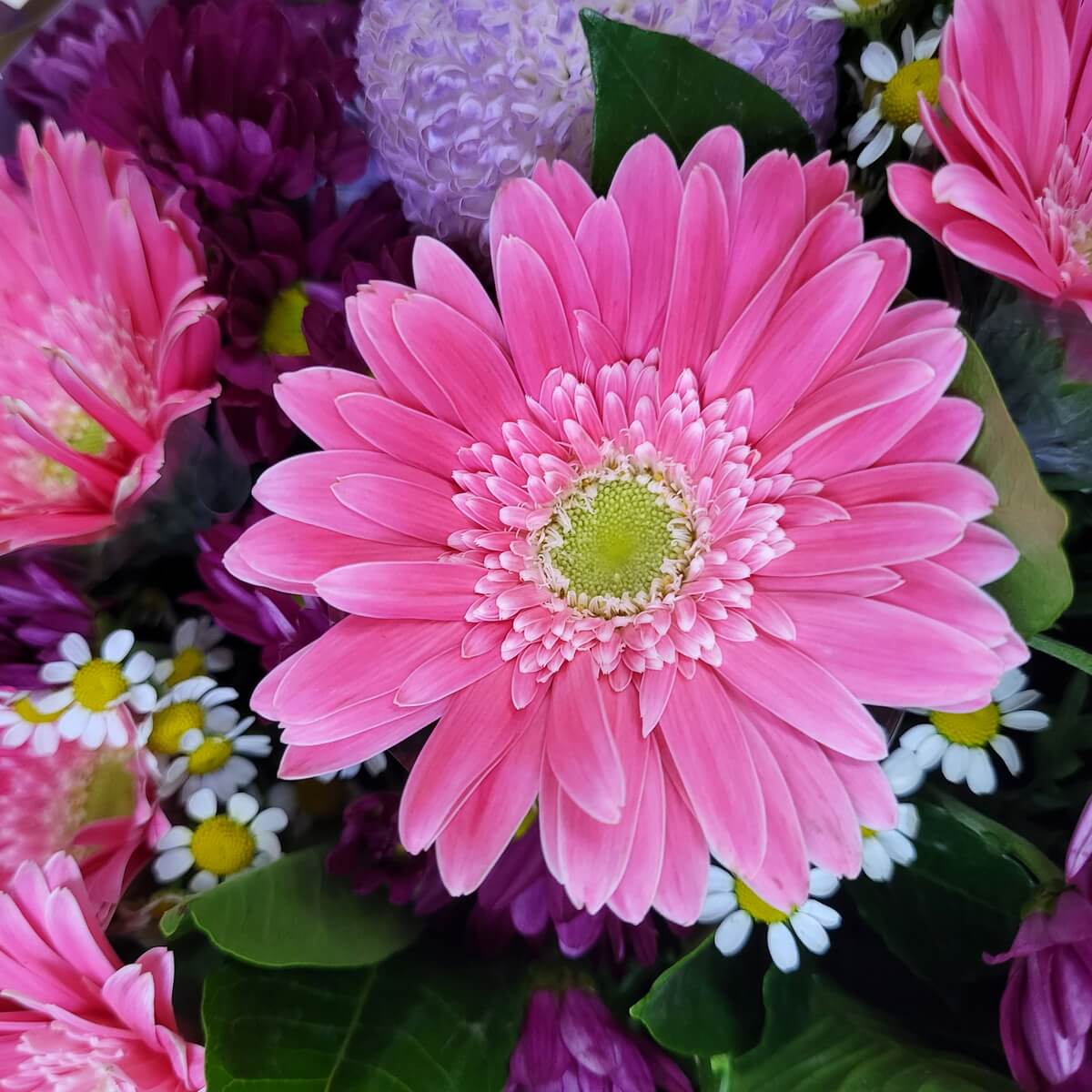 Detail view of pink gerberas and chamomile, bursting with cheerful vibes. | 粉紅太陽菊與洋甘菊特寫，充滿活力，適合慶生或探病送暖。