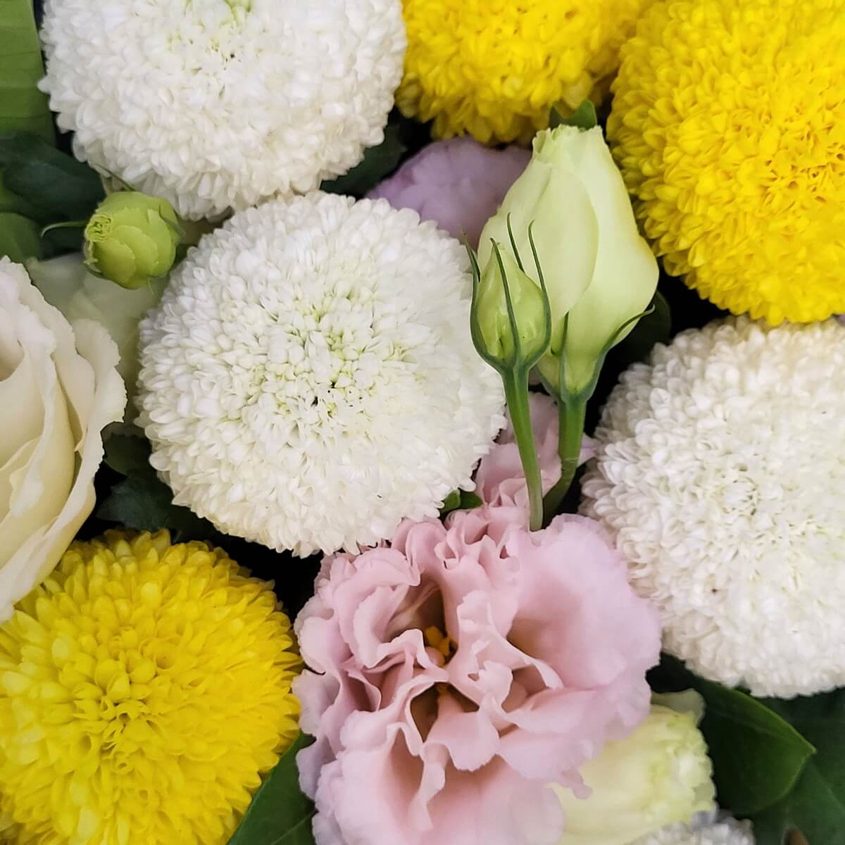 Macro view of fluffy white and yellow button chrysanthemums, soft pink lisianthus, and cream rosebuds. 白黃乒乓菊、粉紅洋桔梗與奶油玫瑰花苞的放大視角。