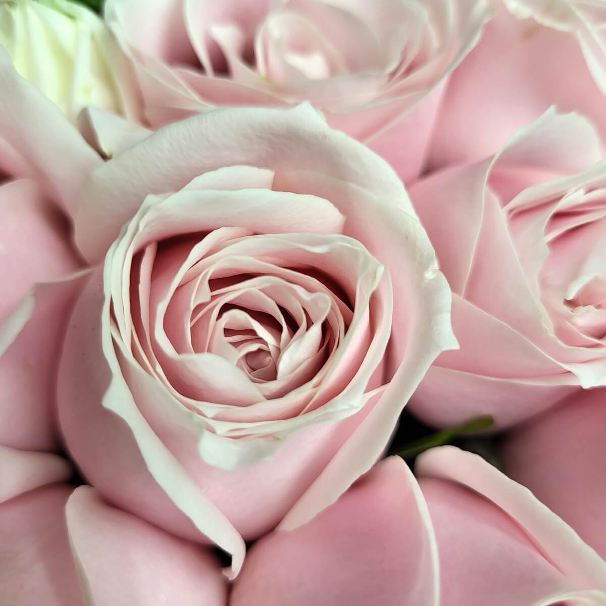 Close-up of pale pink roses with smooth, tightly arranged petals and a delicate finish | 淡粉玫瑰特寫，花瓣排列緊密，質感柔滑細緻。