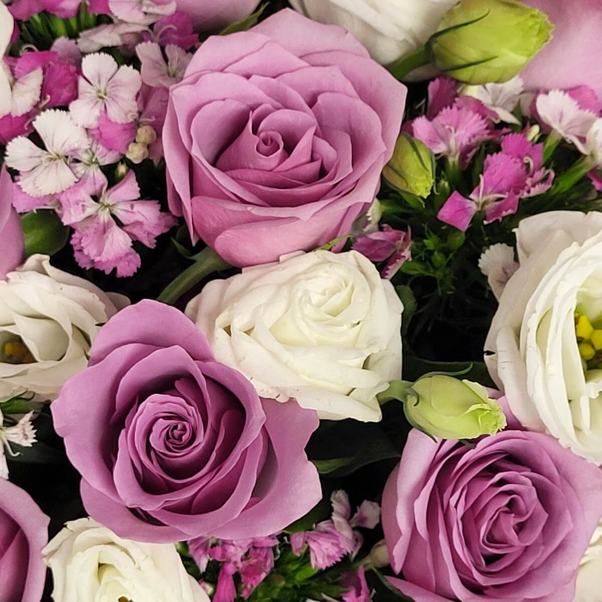 Macro view of lavender roses, white lisianthus, pink waxflowers, and soft green rosebuds. 薰衣草玫瑰、白色洋桔梗、粉紫蠟花及嫩綠玫瑰花苞的近距離特寫畫面。