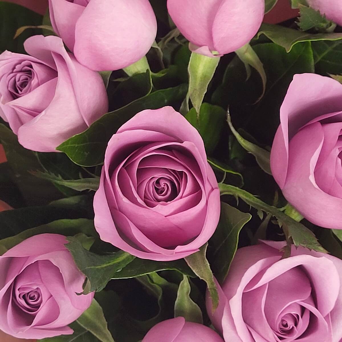 Detail view of mauve roses with spiraled petals and lush green foliage | 特寫柔紫玫瑰，花瓣層層緊密綻放，綠葉襯托清新自然。
