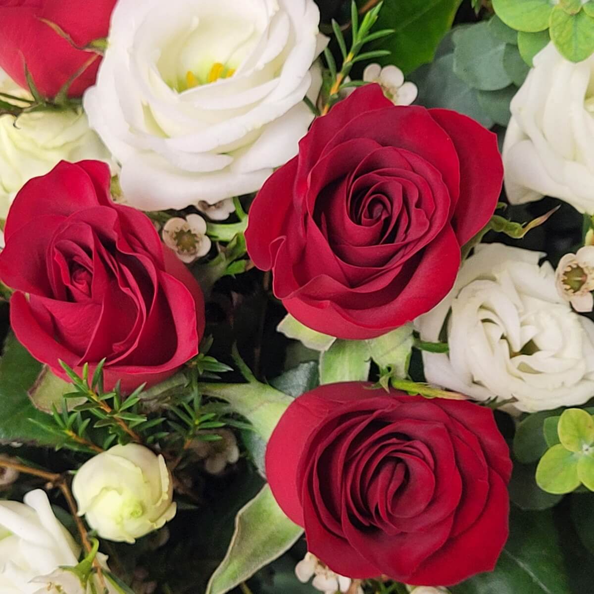 Detailed close-up of velvety red roses and creamy white roses with green foliage and fillers - 鮮紅玫瑰與白玫瑰特寫，配綠葉與配花，層次分明。