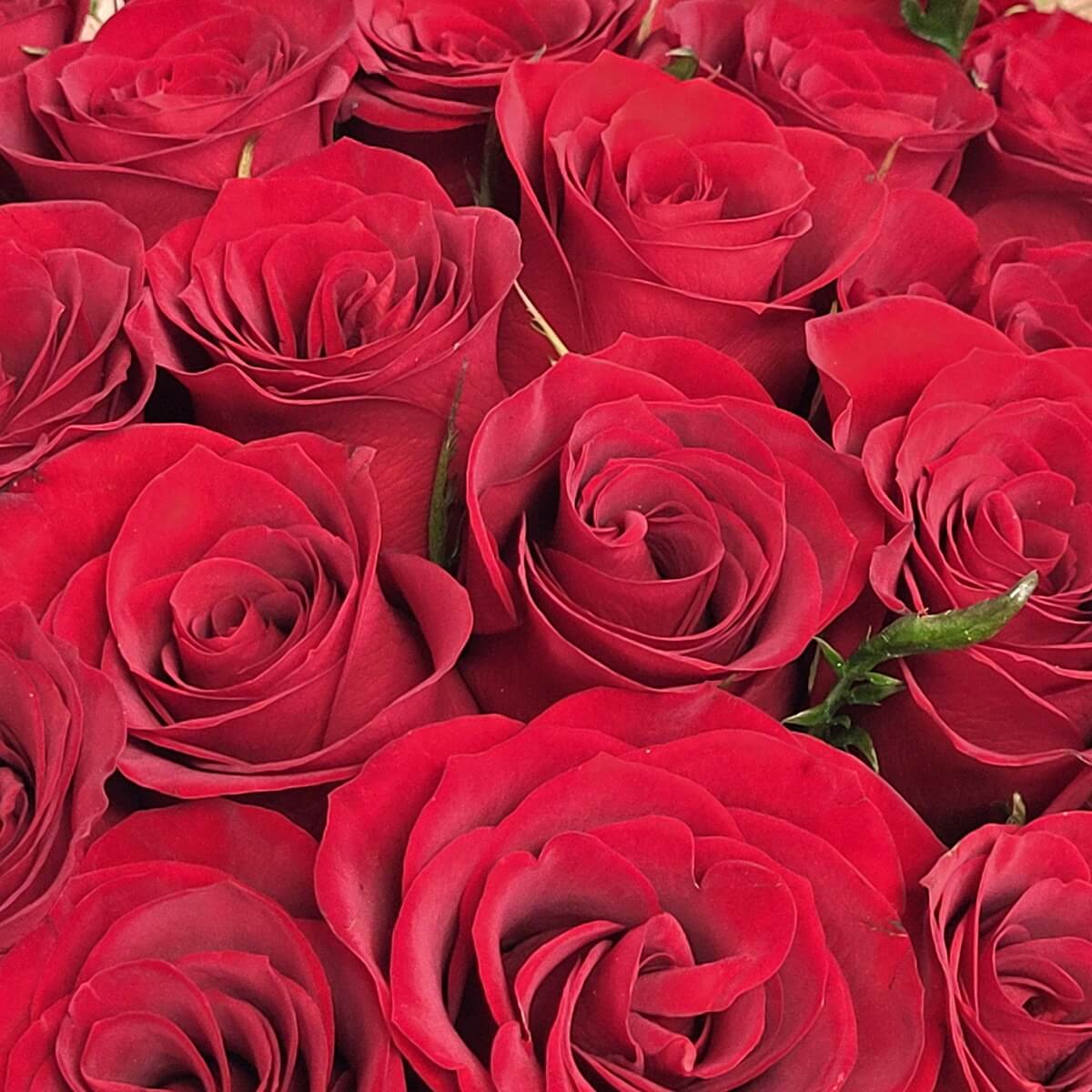 Detail view of vivid red roses with tightly coiled, velvety petals arranged in a dense bloom cluster 緊密排列的紅玫瑰特寫，絲絨質感花瓣緊密層疊，構成飽滿花團