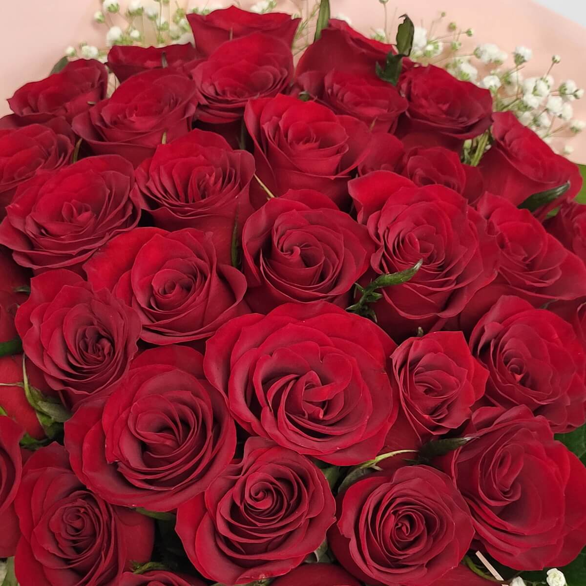 Dense arrangement of velvety red roses surrounded by baby’s breath, wrapped in pale pink wrapping paper 絲絨紅玫瑰緊密排列，四周點綴滿天星，襯以淡粉色包裝紙呈現浪漫構圖