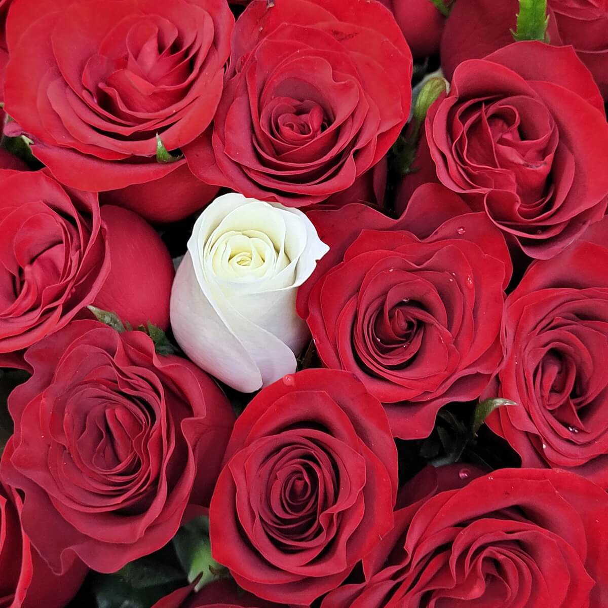 Close-up of velvety red roses tightly packed around a single cream rose in the center | 一朵奶油色玫瑰居中，周圍簇擁鮮紅玫瑰，花瓣質感細緻。