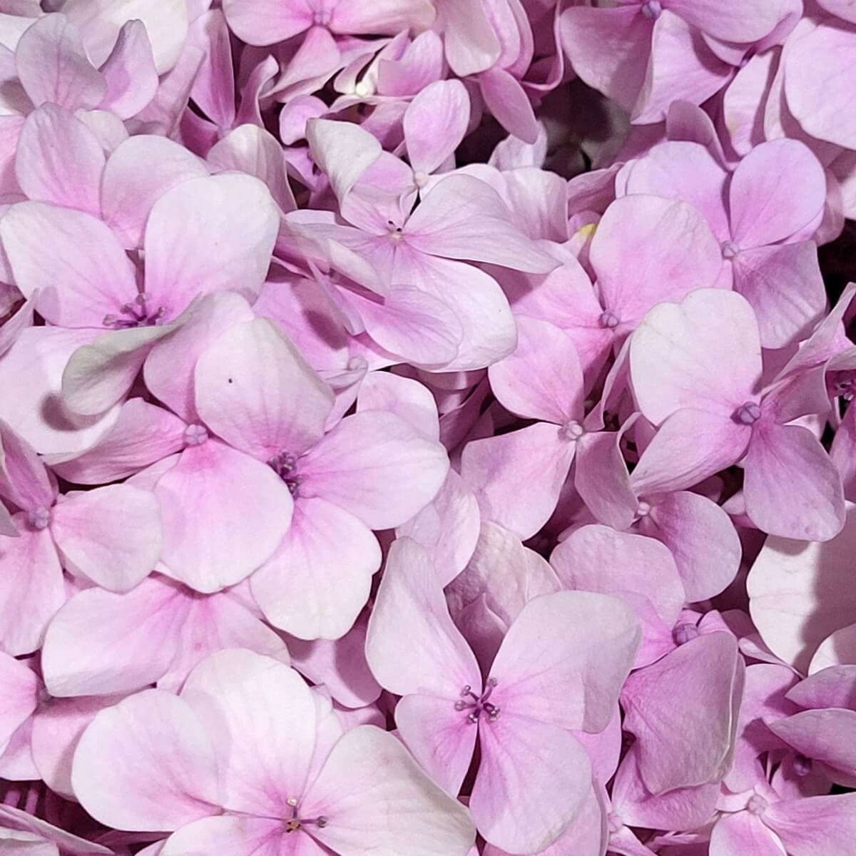Close-up of light pink hydrangea blooms with subtle veining and clustered petals forming a textured surface. 粉色繡球花綻放，花瓣交疊成層，紋理柔和細緻。