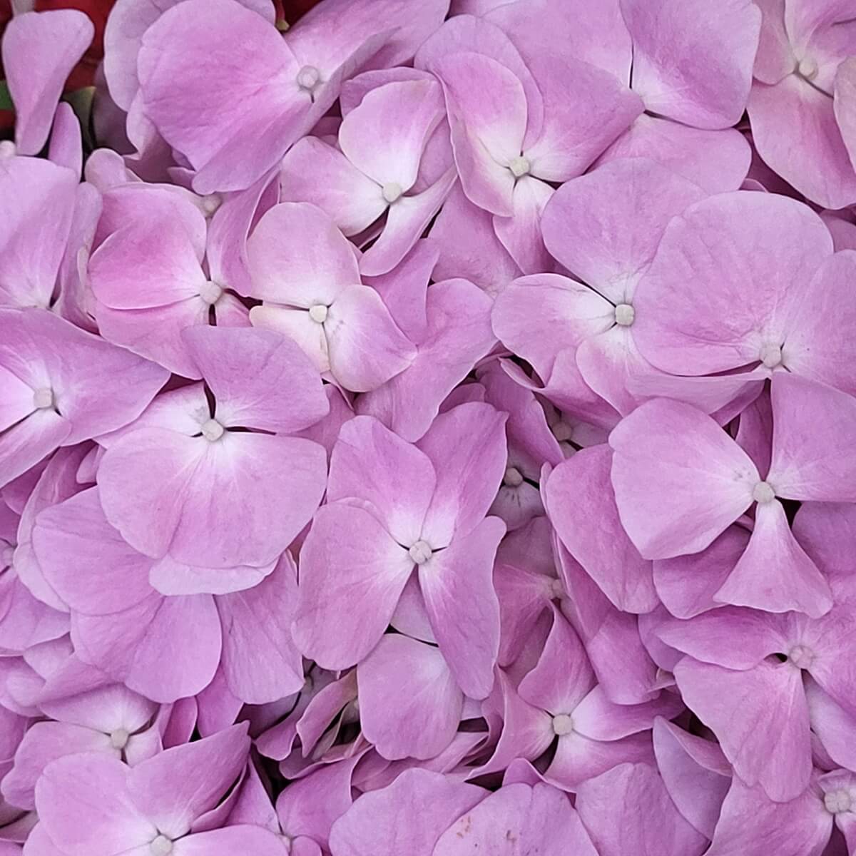 Close-up view of pale mauve-pink hydrangea flowers featuring layered petals and small white centers. 淡紫粉色繡球花朵密集，白色花心清晰可見，營造柔和視覺層次。