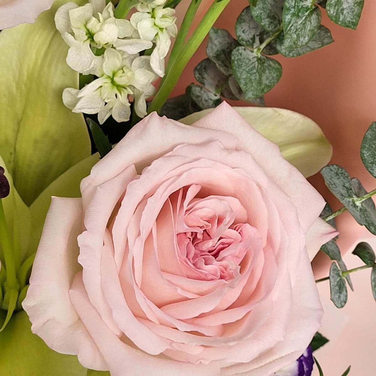Zoomed-in view of a pale pink rose surrounded by white stock, cream lily petals, and eucalyptus leaves. 粉紅玫瑰特寫，配以白宿根花、奶油色百合花瓣及尤加利葉。