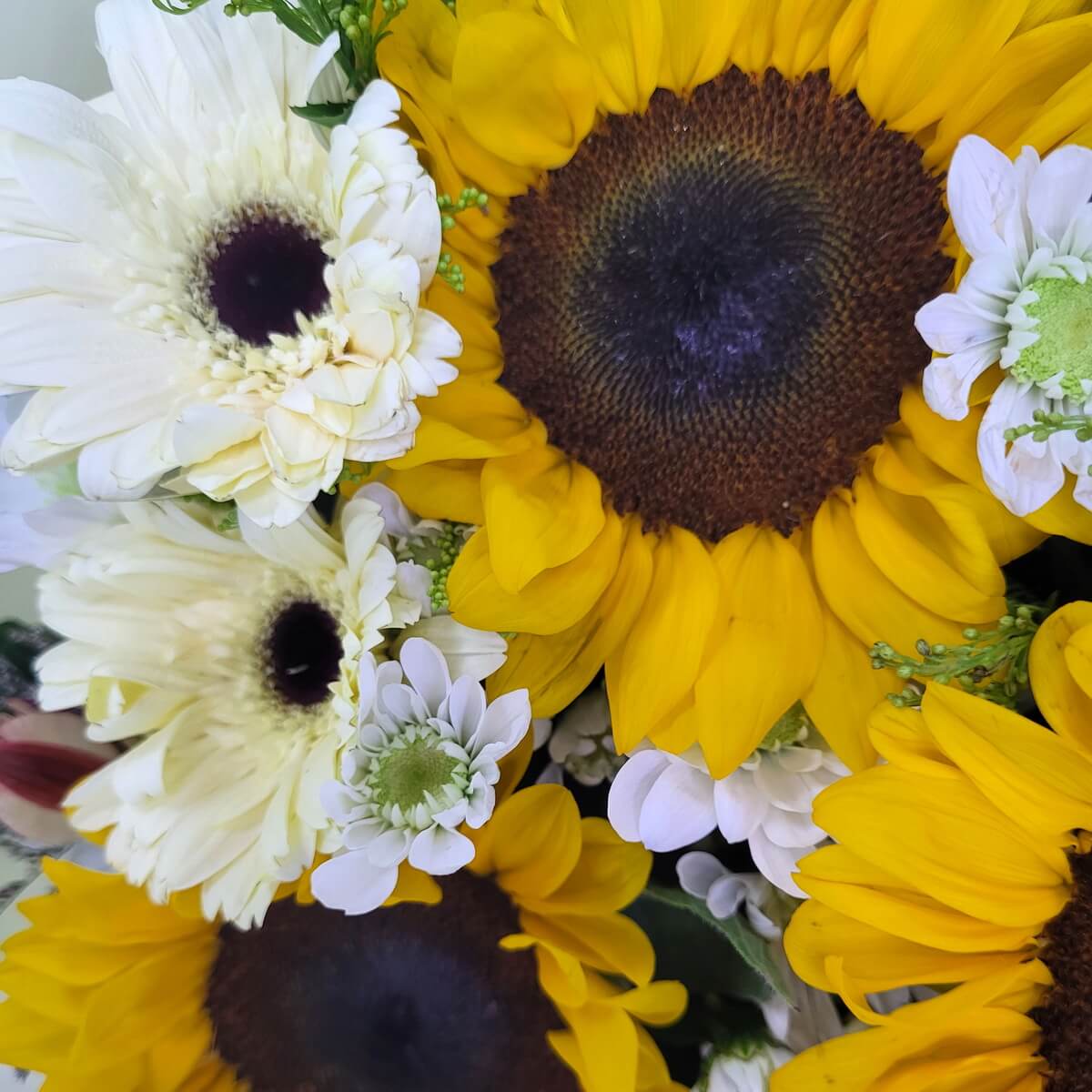 Detailed view of sunflowers with dark centers, surrounded by white gerberas and delicate chrysanthemums | 深色花心向日葵特寫，搭配白色非洲菊及小巧白菊花點綴