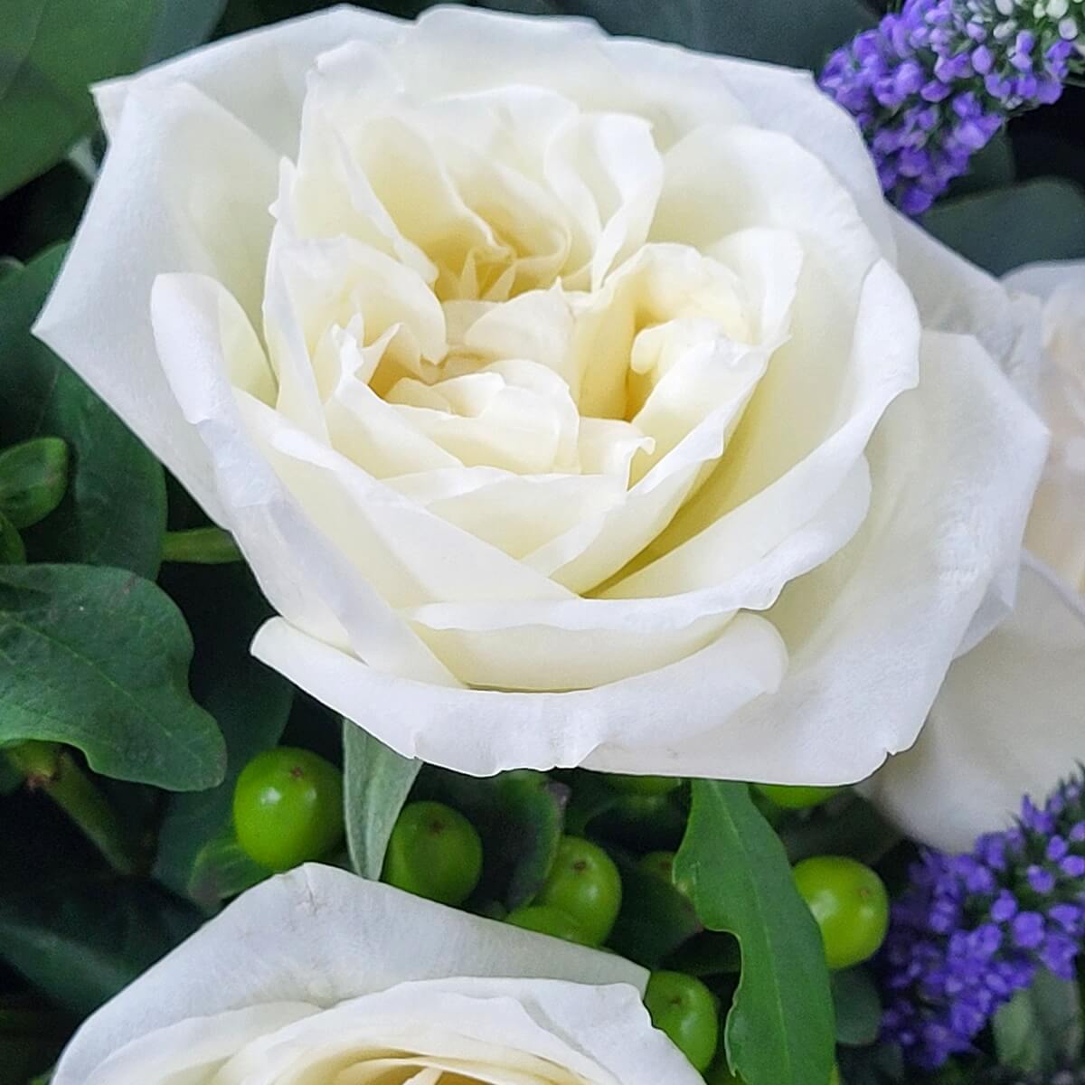 Close-up of a creamy white rose with green berries and purple statice. 奶白玫瑰配綠色聖誕紅果和紫色星辰花的特寫。