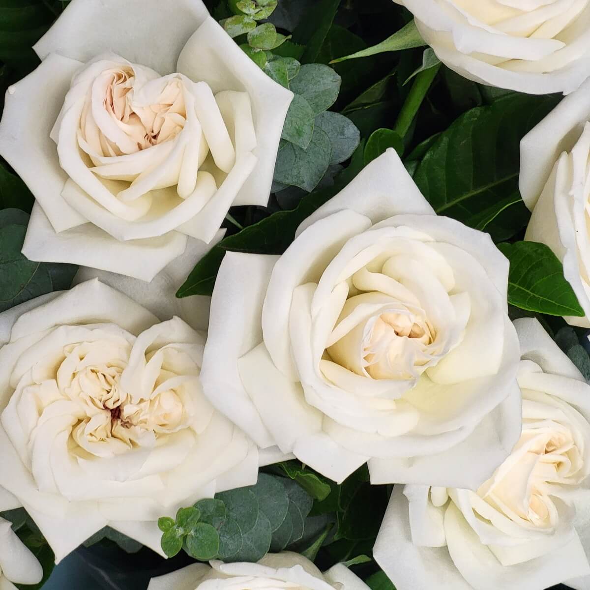 Close-up view of white roses with creamy centers, set among eucalyptus and dark green foliage. 白玫瑰近攝，奶油色花心配以尤加利葉及深綠葉片，層次豐富。