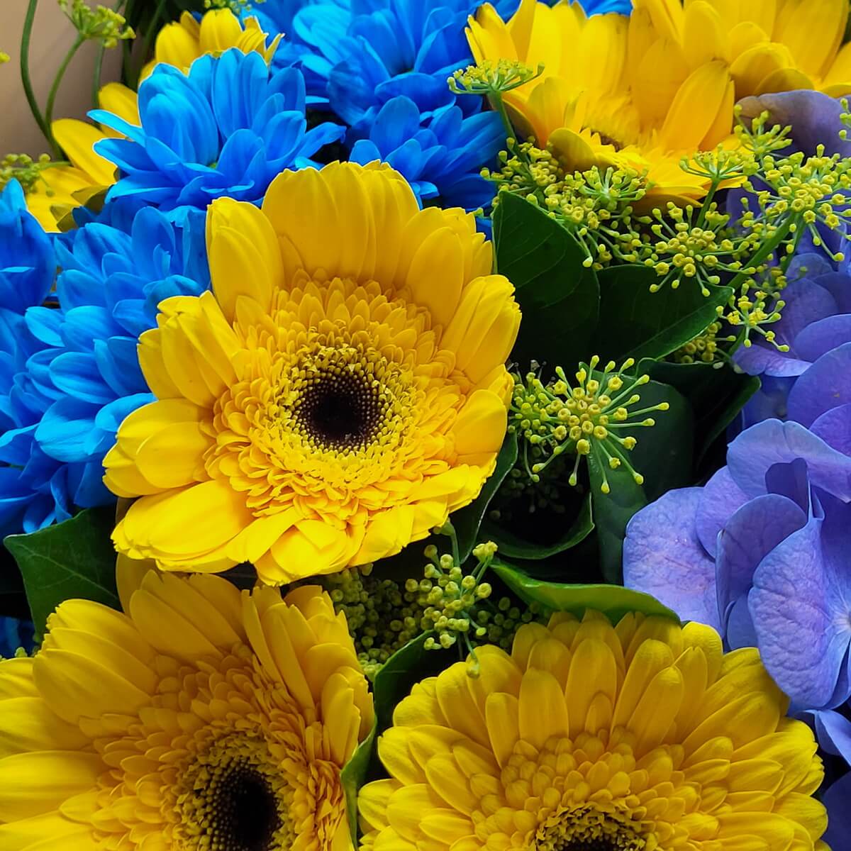 Close-up of yellow gerberas, blue chrysanthemums, and hydrangea 黃色非洲菊、鮮藍菊花與紫藍繡球花特寫，搭配綠色葉材及填充花。