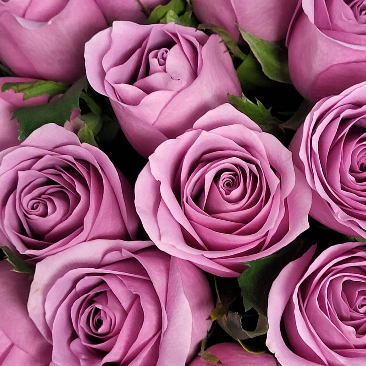 Close-up of blooming lavender roses with spiral petals and soft texture 薰衣草紫玫瑰特寫，花瓣螺旋層疊，質感柔滑，搭配綠萼片，色彩優雅。
