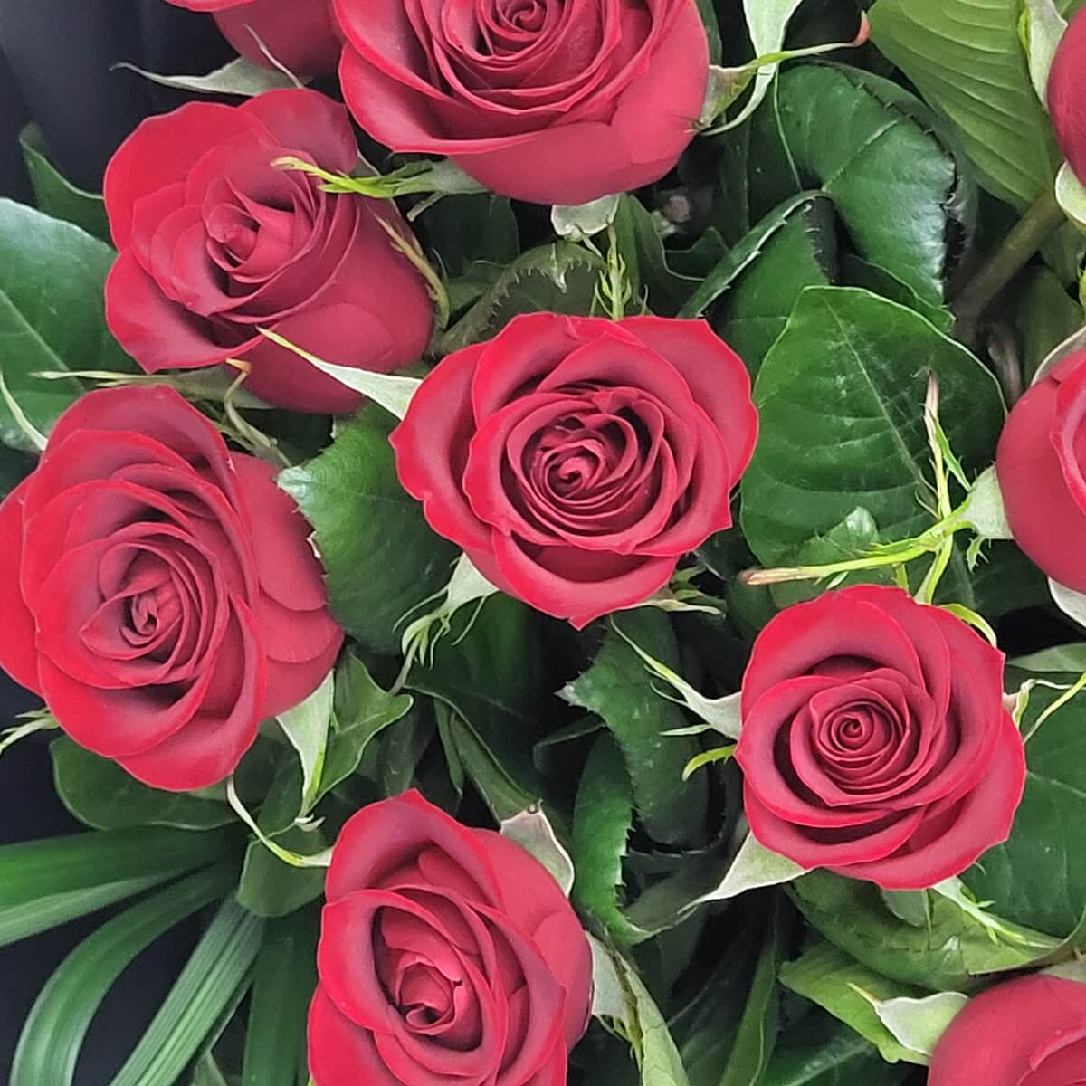 Close-up view of multiple red roses with velvety petals surrounded by glossy dark green foliage. | 多朵紅玫瑰花瓣細緻，搭配光澤濃綠葉片的特寫圖像。