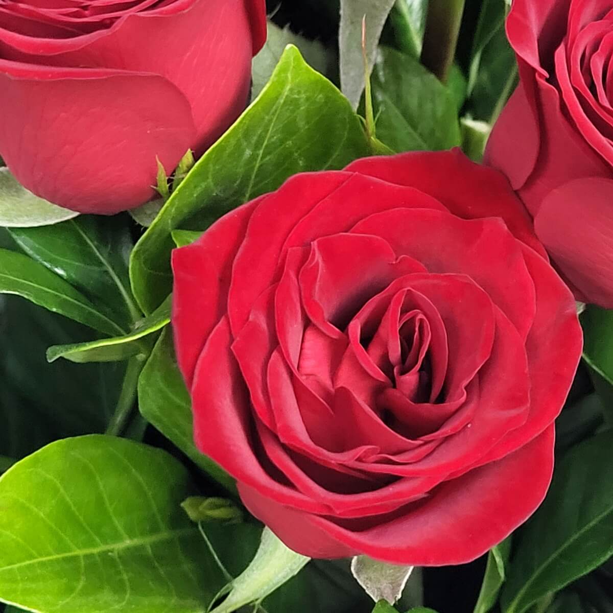 Close-up of lush red roses with vibrant green foliage in a classic arrangement 紅色玫瑰花朵特寫，花瓣層次分明，搭配鮮綠葉片，構成經典優雅的花藝設計。